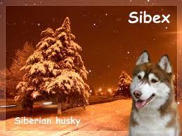Sibiřský Husky - sibex2005.narod.ru.jpg